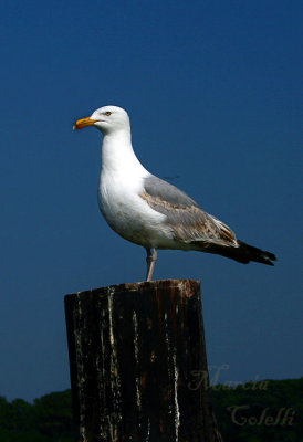 SEAGULL_5842 .jpg