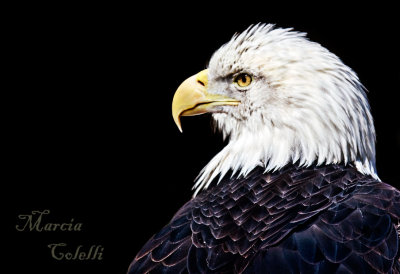 AMERICAN BALD EAGLE_1540.jpg