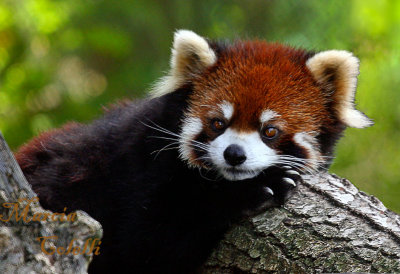 RED PANDA 1440 .jpg