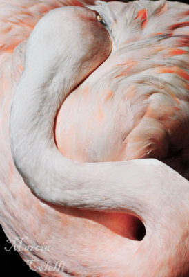 FLAMINGO_1660a.jpg