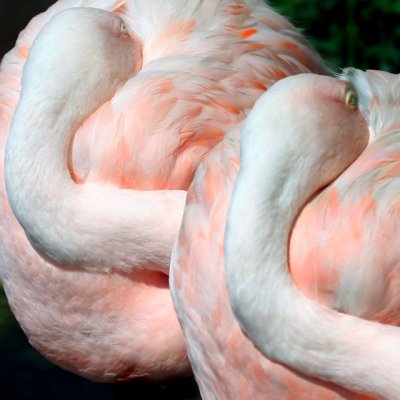 FLAMINGO_1664b.jpg