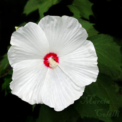 RUBY DOT HIBISCUS_1012.jpg