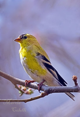 FINCH 3420.jpg