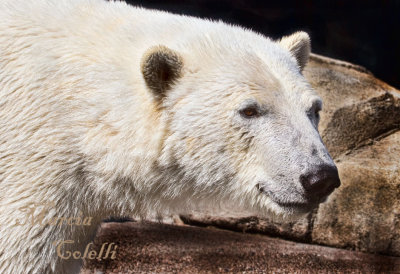 POLAR BEAR-4385.jpg