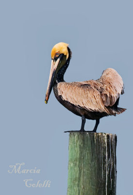 PELICAN-4893.jpg