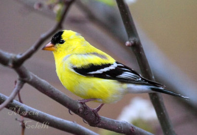 FINCH-3876.jpg