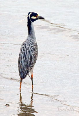 YELLOW CROWN NIGHT HERON-4610.jpg