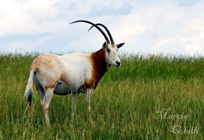 SCIMITAR HORNED ORYX--6226.jpg