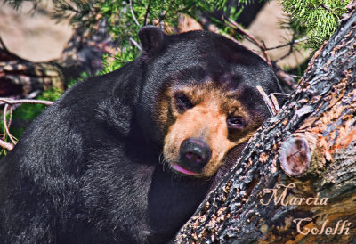 SUN BEAR-6336.jpg