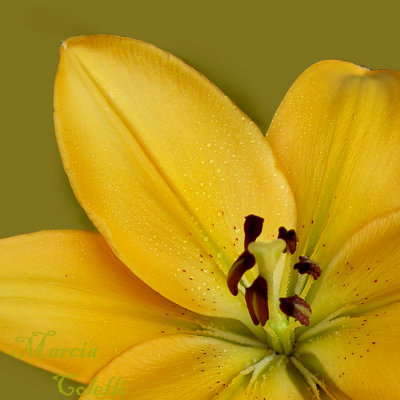 YELLOW ASIATIC LILY 7711.jpg