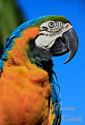 BLUE AND GOLD MACAW-0608.jpg