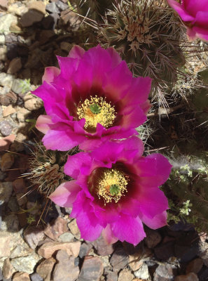Hedgehog Cactus Blossom
