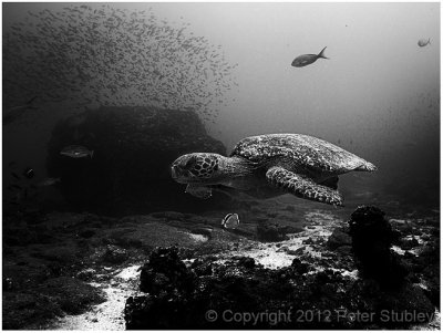 Another turtle.