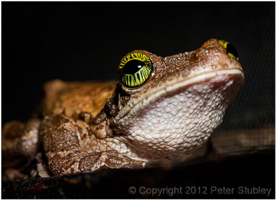 Tree frog.