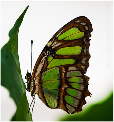 Green butterfly.