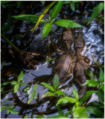 Baby caimans.