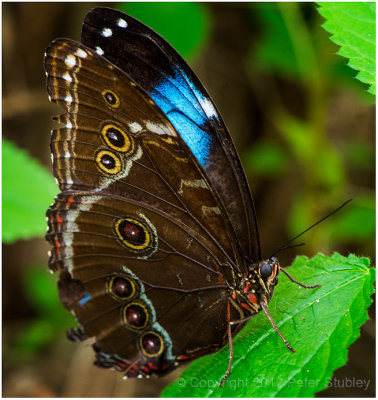 Blue morpho butterfly, wings mostly closed.