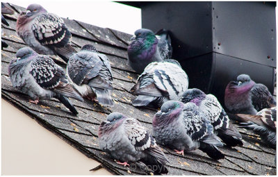 Cold pigeons.