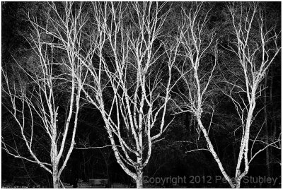 Birches (Morgan Arboretum).