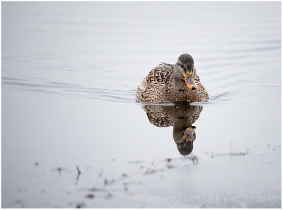 Reflected duck.