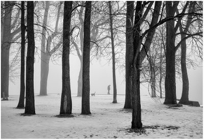 Foggy dog walk.