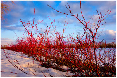 Winter colour.