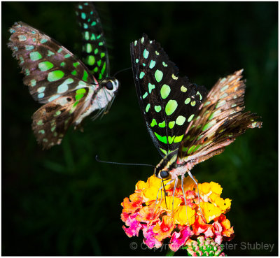 Papillons en libert/Butterflies go free
