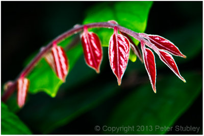 Red green.