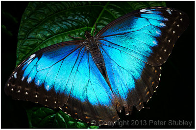 Papillons en libert:  blue morpho.