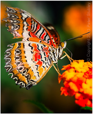 Orange:  Papillons en libert.