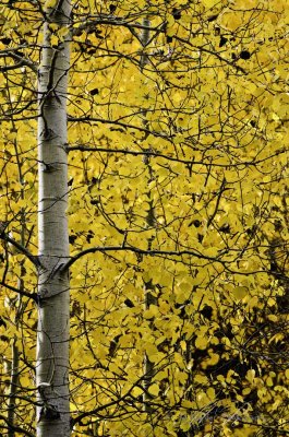 879_MRP1713_s-Aspen.jpg