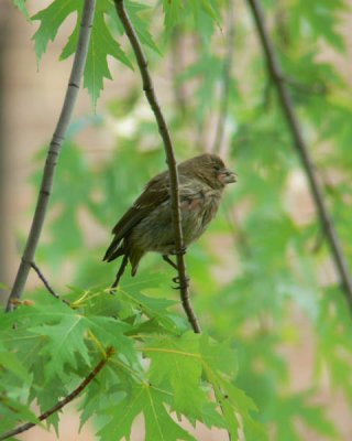 House Finch