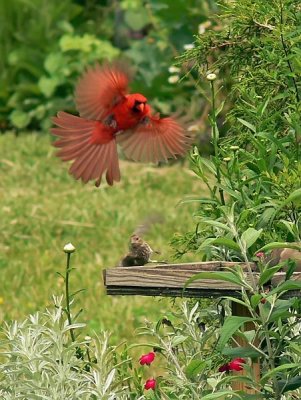   Look Out !! ....... Incoming Cardinal !!