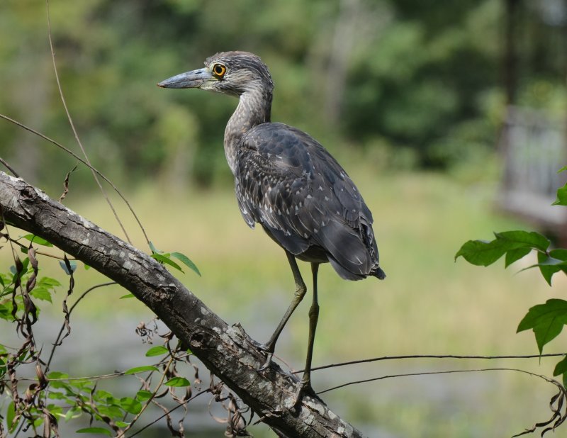 Yellow-crowned Night-Heron, Juvenile