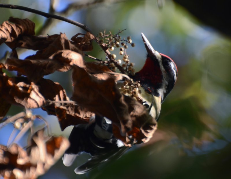 Red-naped Sapsucker, Male