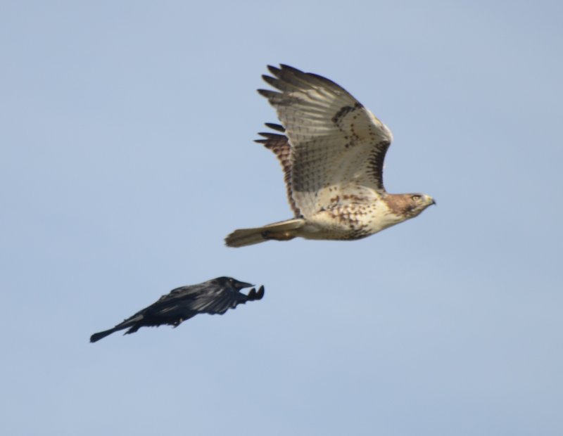 American Crow Chasing Red-tailed Hawk