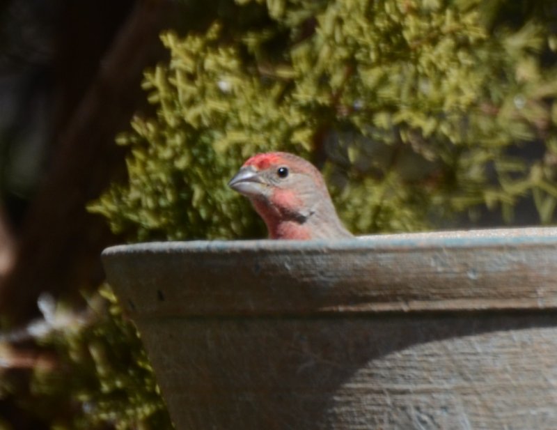 House Finch, Male Peaking Out