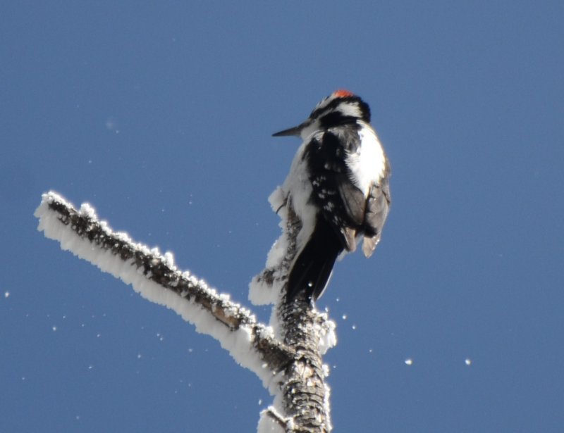 Hairy Woodpecker Interior West, Male