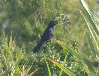 Groove-billed Ani