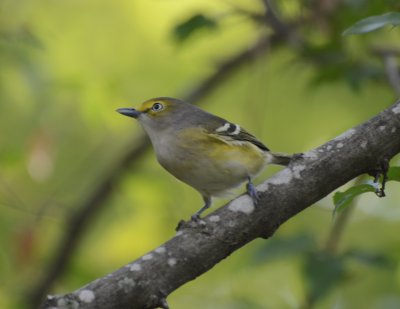 White-eyed Vireo