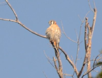 American Kestrel