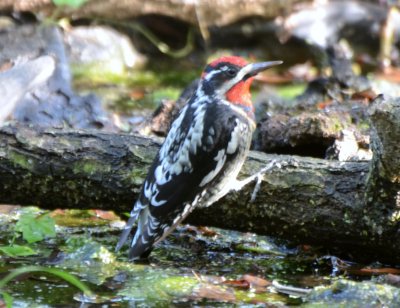 Red-naped Sapsucker, Male