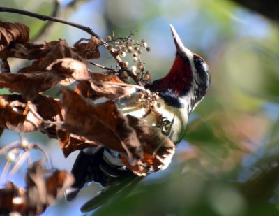 Red-naped Sapsucker, Male