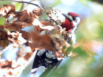 Red-naped Sapsucker, Male