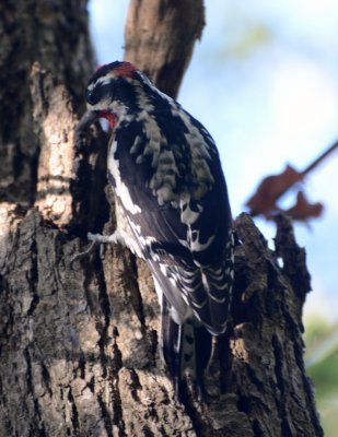 Red-naped Sapsucker, Male