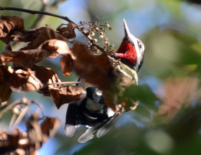 Red-naped Sapsucker, Male