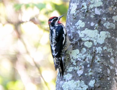 Red-naped Sspsucker, Male