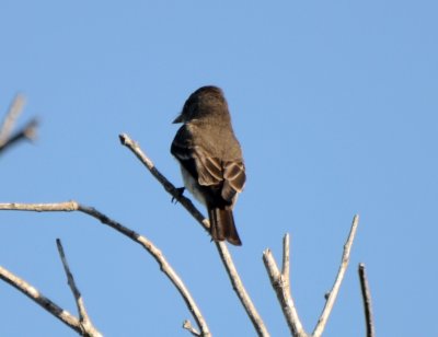 Western Wood-Pewee