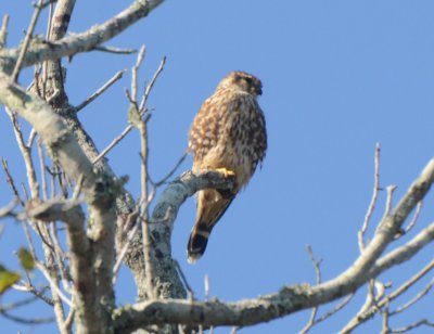 Prairie Merlin, Male