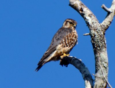 Prairie Merlin, Male